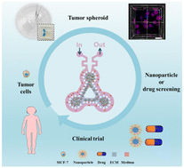 Graphical abstract: Recapitulation of dynamic nanoparticle transport around tumors using a triangular multi-chamber tumor-on-a-chip