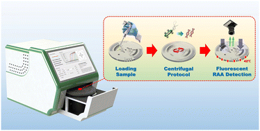 Graphical abstract: An automatic centrifugal system for rapid detection of bacteria based on immunomagnetic separation and recombinase aided amplification