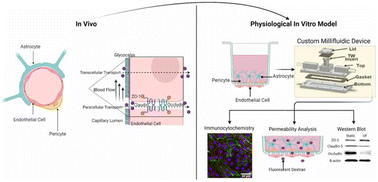 Graphical abstract: Developing a transwell millifluidic device for studying blood–brain barrier endothelium