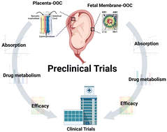 Graphical abstract: Testing of drugs using human feto-maternal interface organ-on-chips provide insights into pharmacokinetics and efficacy