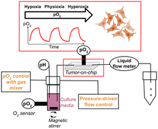Graphical abstract: Precise and fast control of the dissolved oxygen level for tumor-on-chip