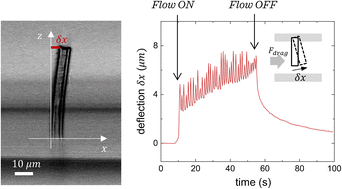 Graphical abstract: Proteinaceous microstructure in a capillary: a study of non-linear bending dynamics