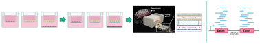 Graphical abstract: 3D vascularised proximal tubules-on-a-multiplexed chip model for enhanced cell phenotypes