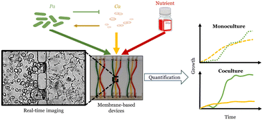 Graphical abstract: Probing mutual interactions between Pseudomonas aeruginosa and Candida albicans in a biofabricated membrane-based microfluidic platform