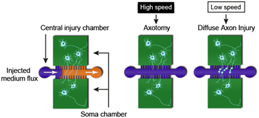 Graphical abstract: Axons-on-a-chip for mimicking non-disruptive diffuse axonal injury underlying traumatic brain injury