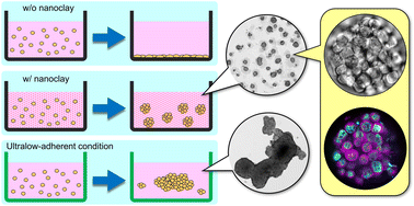 Graphical abstract: A novel application of hectorite nanoclay for preparation of colorectal cancer spheroids with malignant potential