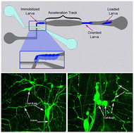Graphical abstract: Bending Drosophila larva using a microfluidic device enables imaging of its brain and nervous system at single neuronal resolution