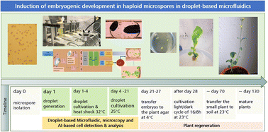Graphical abstract: Induction of embryogenic development in haploid microspore stem cells in droplet-based microfluidics