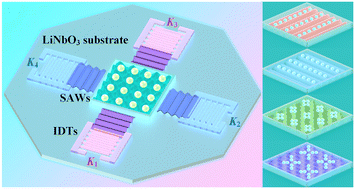 Graphical abstract: Bisymmetric coherent acoustic tweezers based on modulation of surface acoustic waves for dynamic and reconfigurable cluster manipulation of particles and cells