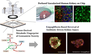 Graphical abstract: Aminoglycoside-induced lipotoxicity and its reversal in kidney on chip