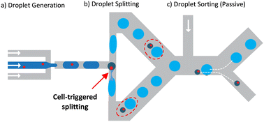 Graphical abstract: High precision, high throughput generation of droplets containing single cells