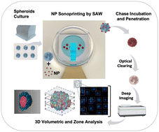 Graphical abstract: Sonoprinting nanoparticles on cellular spheroids via surface acoustic waves for enhanced nanotherapeutics delivery