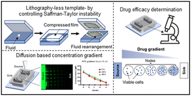 Graphical abstract: Design and validation of a flowless gradient generating microfluidic device for high-throughput drug testing
