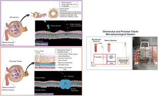 Graphical abstract: A glomerulus and proximal tubule microphysiological system simulating renal filtration, reabsorption, secretion, and toxicity