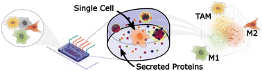 Graphical abstract: Multiplexed analysis of signalling proteins at the single-immune cell level