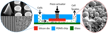Graphical abstract: Integration of silicon chip microstructures for in-line microbial cell lysis in soft microfluidics