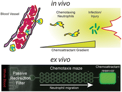 Graphical abstract: Passive redirection filters minimize red blood cell contamination during neutrophil chemotaxis assays using whole blood