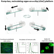 Graphical abstract: Pump-less, recirculating organ-on-a-chip (rOoC) platform