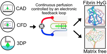 Graphical abstract: Continuously perfusable, customisable, and matrix-free vasculature on a chip platform