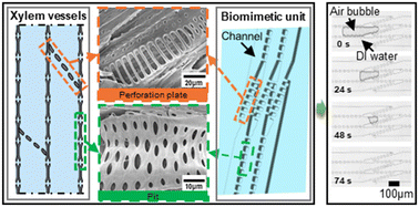 Graphical abstract: Study of the mechanism of embolism removal in xylem vessels by using microfluidic devices