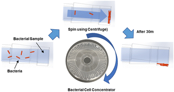 Graphical abstract: Rapid antimicrobial susceptibility testing for low bacterial concentrations integrating a centrifuge based bacterial cell concentrator