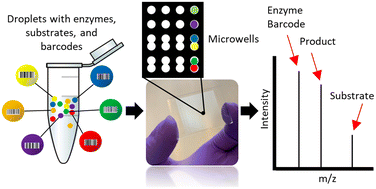Graphical abstract: A combinatorial droplet microfluidic device integrated with mass spectrometry for enzyme screening
