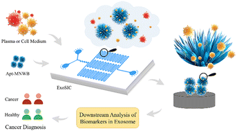 Graphical abstract: Magnetic-nanowaxberry-based microfluidic ExoSIC for affinity and continuous separation of circulating exosomes towards cancer diagnosis