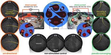 Graphical abstract: Bioelectronic microfluidic wound healing: a platform for investigating direct current stimulation of injured cell collectives