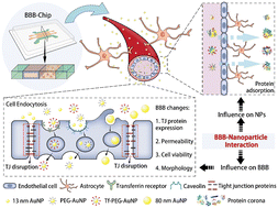 Graphical abstract: Understanding drug nanocarrier and blood–brain barrier interaction based on a microfluidic microphysiological model