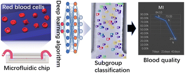 Graphical abstract: Blood quality evaluation via on-chip classification of cell morphology using a deep learning algorithm