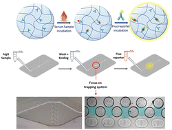 Graphical abstract: Hydrogel particles-on-chip (HyPoC): a fluorescence micro-sensor array for IgG immunoassay