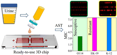 Graphical abstract: Direct single-cell antimicrobial susceptibility testing of Escherichia coli in urine using a ready-to-use 3D microwell array chip