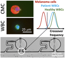 Graphical abstract: Quantification of capture efficiency, purity, and single-cell isolation in the recovery of circulating melanoma cells from peripheral blood by dielectrophoresis