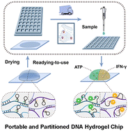 Graphical abstract: A portable and partitioned DNA hydrogel chip for multitarget detection