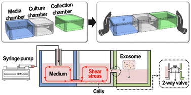 Graphical abstract: Modularized dynamic cell culture platform for efficient production of extracellular vesicles and sequential analysis