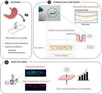 Graphical abstract: Bioinspired human stomach-on-a-chip with in vivo like function and architecture