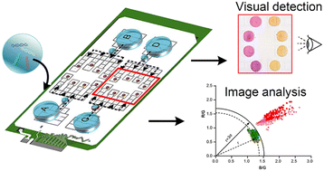 Graphical abstract: A digital microfluidic platform coupled with colorimetric loop-mediated isothermal amplification for on-site visual diagnosis of multiple diseases