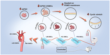 Graphical abstract: A hiPSC-derived lineage-specific vascular smooth muscle cell-on-a-chip identifies aortic heterogeneity across segments