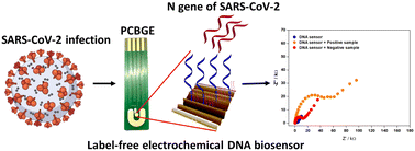 Graphical abstract: A label-free electrochemical DNA biosensor used a printed circuit board gold electrode (PCBGE) to detect SARS-CoV-2 without amplification