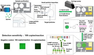 Graphical abstract: Collection, nucleic acid release, amplification, and visualization platform for rapid field detection of rice false smut