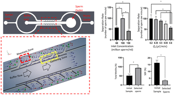 Graphical abstract: High-DNA integrity sperm selection using rheotaxis and boundary following behavior in a microfluidic chip