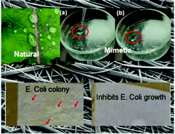 Graphical abstract: Hydrophobic nanofibers: a peptide-based functional anti-fouling material