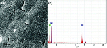 Graphical abstract: Biosynthesis of NiO nanoparticles using Spirogyra sp. cell-free extract and their potential biological applications