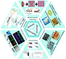 Graphical abstract: Engineered liver tissue in vitro to mimic liver functions and its biomedical applications