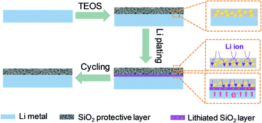 Graphical abstract: Deciphering the dual functions of a silicon dioxide protective layer in regulating lithium-ion deposition