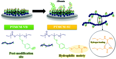 Graphical abstract: Surface coating and characteristics of ester-free poly(trimethylene carbonate) bearing an aromatic urea moiety for biomaterials use