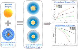 Graphical abstract: Customizing the spatial distribution and release of silver for the antibacterial action via biomineralized self-assembling silver-loaded hydroxyapatite