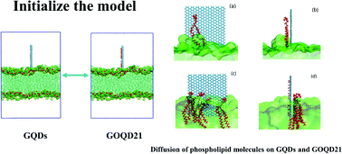 Graphical abstract: Theoretical investigation of the mechanism of phospholipid extraction from the cell membrane using functionalized graphene quantum dots