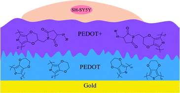 Graphical abstract: Synthesis and characterization of maleimide functionalized poly(3,4-ethylenedioxythiophene) (PEDOT) polymers