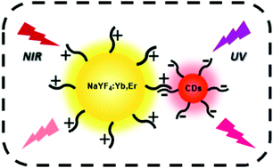 Graphical abstract: A rapid construction strategy of NaYF4:Yb,Er@CDs nanocomposites for dual-mode anti-counterfeiting